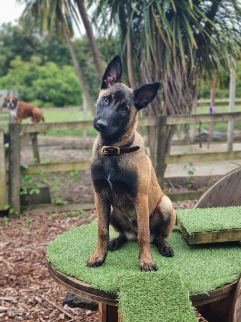 The Driven Dog - puppy day training in Pukekohe